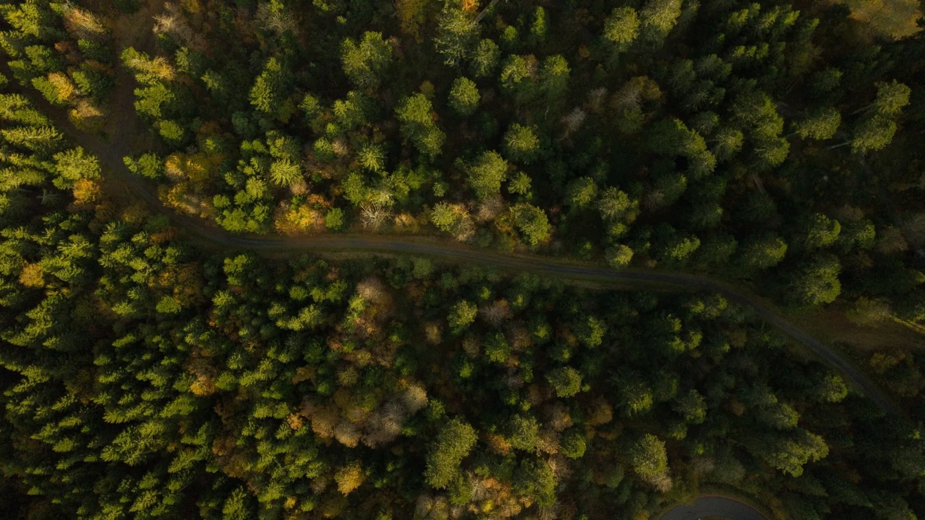Forêt française vue du ciel